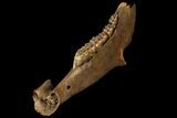 Fossil Horse (Equus) Jaw - River Meuse, Germany #111862-2